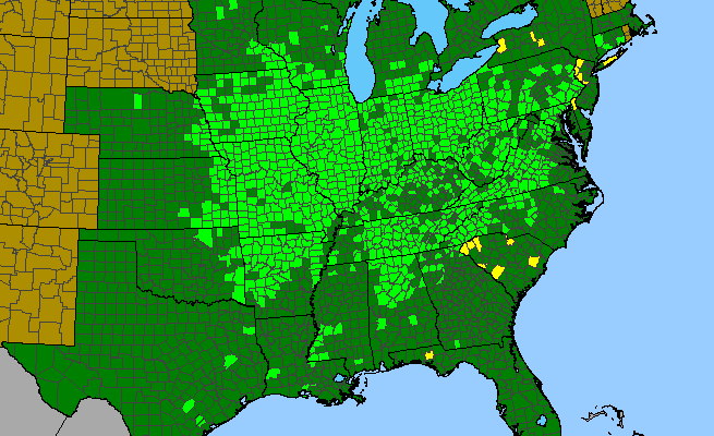The range of Cystopteris protrusa